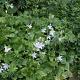 Campanula posch. 'E.H. Frost' Pot 9cm.