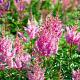 Astilbe (J) 'Rheinland' Pot 9cm.