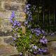 Campanula poscharskyana Pot 9cm.