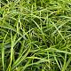 Carex morrowii Pot 9cm.