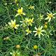 Coreopsis vert. 'Moonbeam' Pot 9cm.