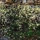 Erigeron karvinskianus Pot 9cm.