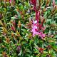 Gaura lindh. 'Siskiyou Pink' Pot 9cm.