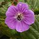 Geranium rivers. 'Russell Prichard' Pot 9cm.