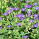 Geranium wlassovianum Pot 9cm.