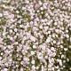 Gypsophila 'Rosenschleier' Pot 9cm.