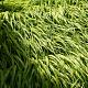 Hakonechloa macra 'Aureola' Pot 9cm.