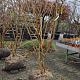 Heptacodium miconioides Container 40lt. 10/12cm.