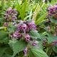 Lamium orvala Pot 9cm.