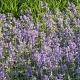 Nepeta faassenii 'Blue Wonder' Pot 9cm.