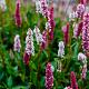 Persicaria aff. 'Kabouter' Pot 9cm.