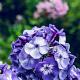 Phlox (P) 'Blue Paradise' Pot 9cm.