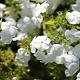 Phlox (S) 'Maischnee' Pot 9cm.