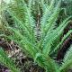 Polystichum munitum Container 2lt.