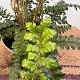 Polystichum polyblepharum Container 2lt.