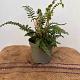 Polystichum polyblepharum Container 2lt.