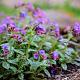Pulmonaria officinalis Pot 9cm.