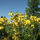 Rudbeckia nitida 'Herbstsonne' Pot 9cm.