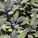 Salvia off. 'Purpurascens' Pot 9cm.