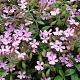 Saponaria ocymoides Pot 9cm.