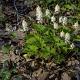 Tiarella cordifolia Pot 9cm.