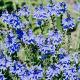 Veronica austr. 'Knallblau' Pot 9cm.