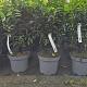 Prunus l. 'Angustifolia' 