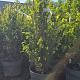 Taxus baccata 