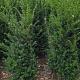 Taxus baccata 
