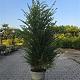 Taxus baccata 