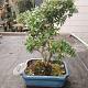 Ilex crenata 'Bonsai' 