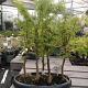 Pseudolarix Bonsai Bos 
