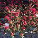 Azalea jap. 'Madam Galle' 