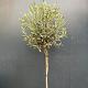 Olea europaea 'Cipressino' 