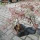 Acer palm. 'Dissectum Garnet' 