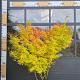 Acer palmatum 'Bihou' 