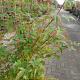 Acer pal. 'Sangokaku' 