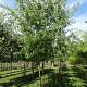 Acer s. 'Laciniatum Wieri' Meerstammig 