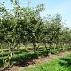 Amelanchier lamarckii Meerstammig 