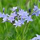 Amsonia 'Blue Ice' 