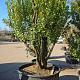 Arbutus unedo Meerstammig 