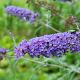 Buddleja dav. 'Nanho Blue' 