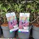 Buddleja dav. 'Pink Delight' 