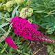 Buddleja dav. 'Royal Red' 