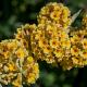Buddleja weyeriana 'Sungold' 
