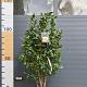 Camellia japonica 