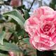 Camellia j. 'Bonomiana Nova' 