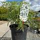 Choisya ternata 'White Dazzler' 