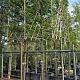 Carpinus betulus Leivorm 