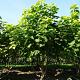 Catalpa bignonioides 'Aurea' Meerstammig 